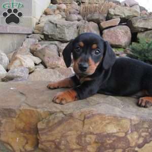 Loui, Dachshund Puppy